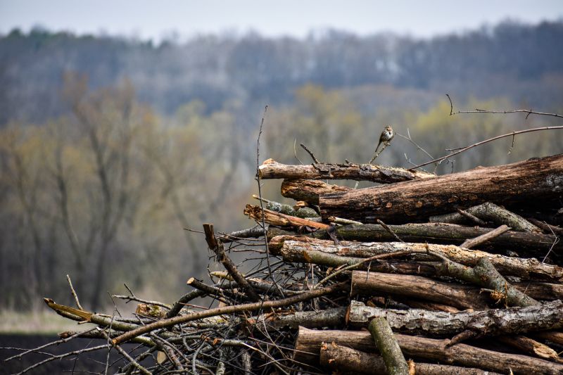 Brush Pile Removal detail